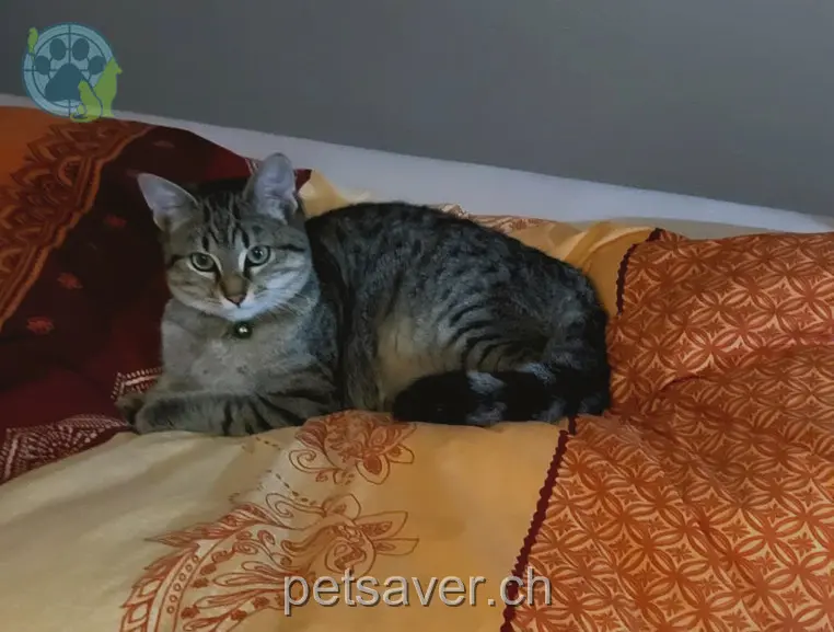 chat lost 3 Kamorstrasse 9445 Rebstein Piti