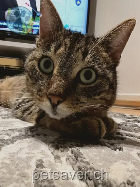 chat lost 2 Säntisstrasse 9430 St. Margrethen Vision