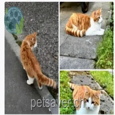 chat lost 3 Bachstrasse 9400 Rorschach Garfield