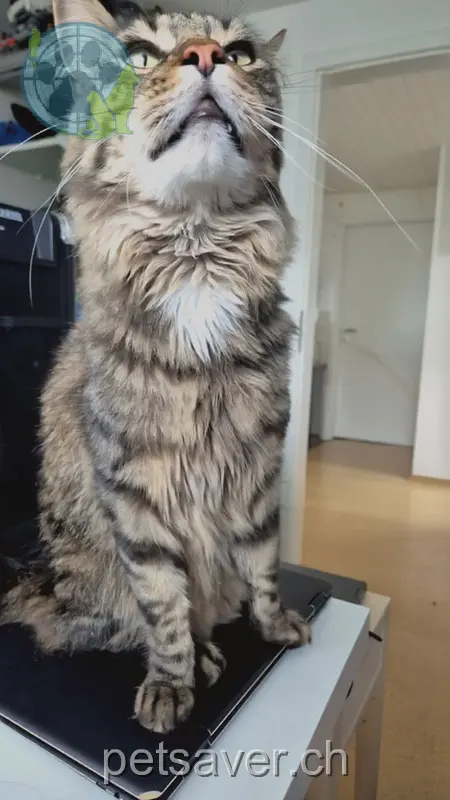 chat lost 13 Tellstrasse 9403 Goldach Janosch