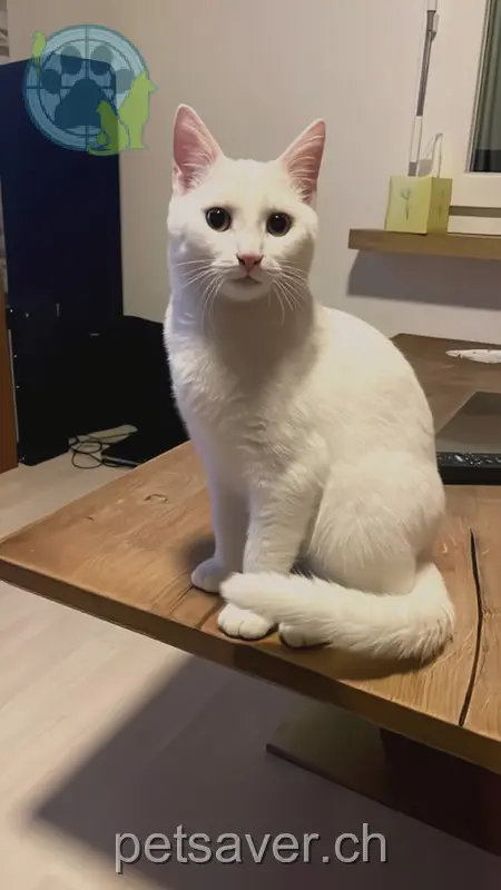 chat lost 80a Hofstrasse 9404 Rorschacherberg Merlin