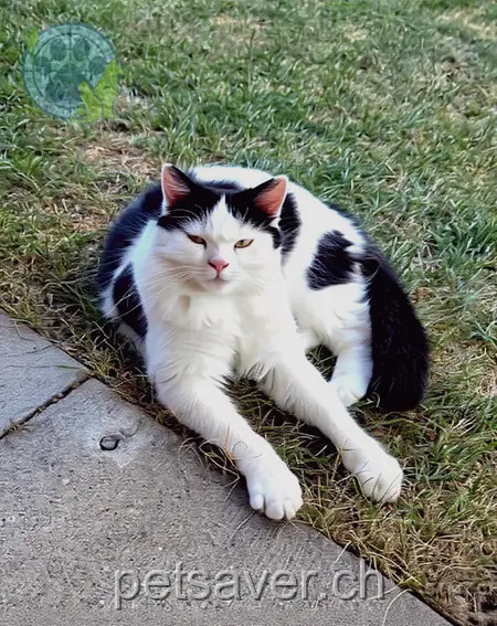 chat lost 2 Weinhaldenstrasse 9403 Goldach Mäxli