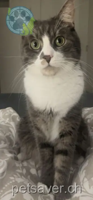 chat lost 9 Schurtannenstrasse 9400 Rorschach Pomsky