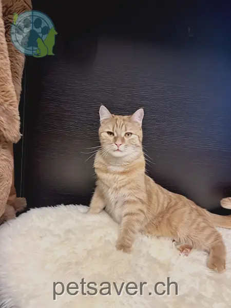 chat lost 68 Heidenerstrasse 9404 Rorschacherberg Simba