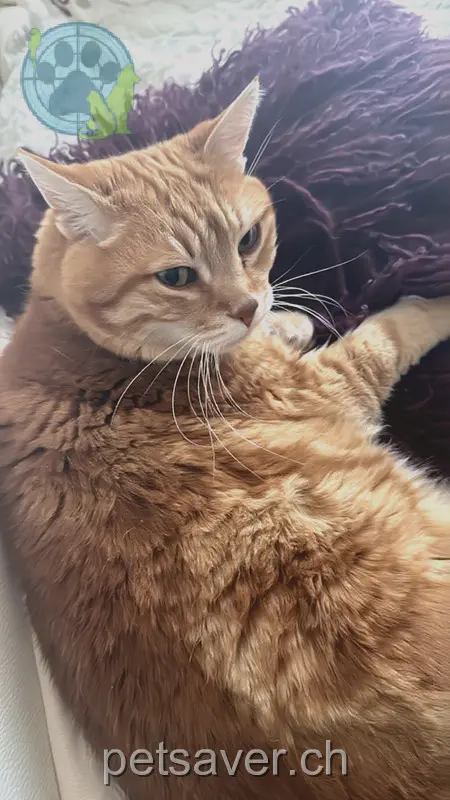 chat lost  Heidenerstrasse 9404 Rorschacherberg Simba