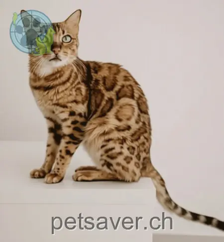 chat lost 5 Valenistrasse 8887 Heiligkreuz Leandra