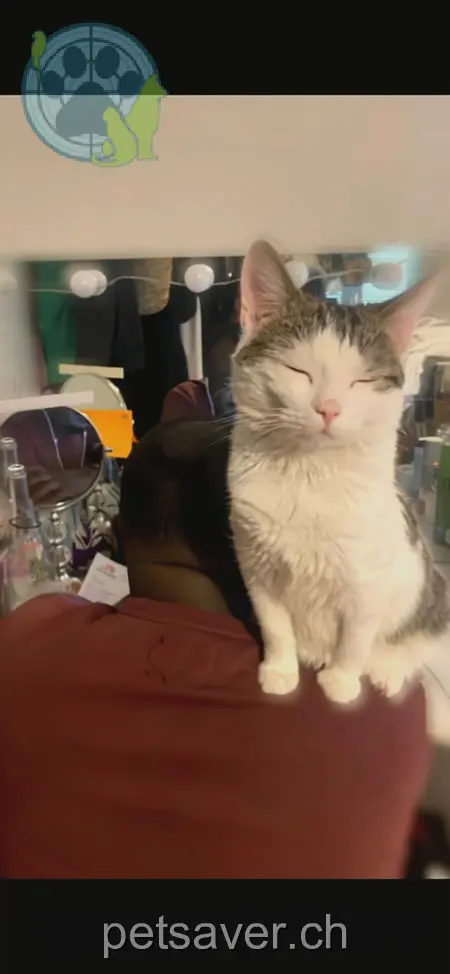 chat lost 9 Weisstannerstrasse 8887 Mels Prinz