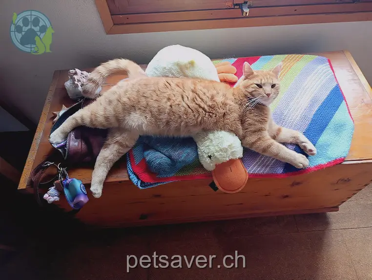 chat lost 1313  8877 Murg Tiziana