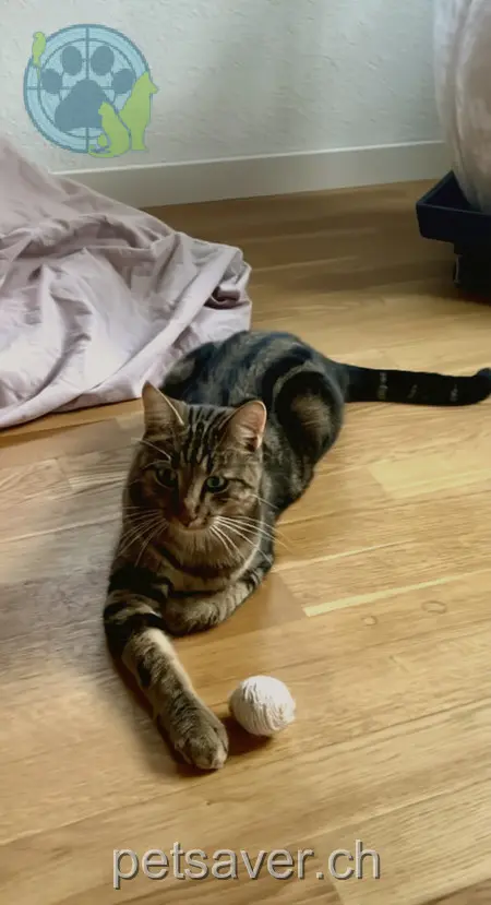 chat lost 7 Neuwangserstrasse 7323 Wangs Fini