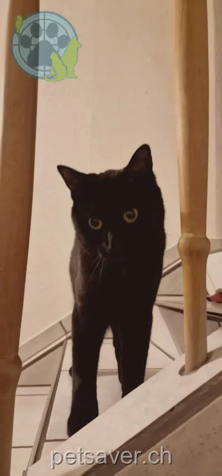 chat lost 9 Schulhausstrasse 8887 Heiligkreuz Wednesday