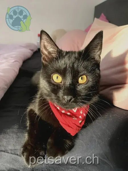 chat lost 4 Gütschweg 8733 Eschenbach SG Blue