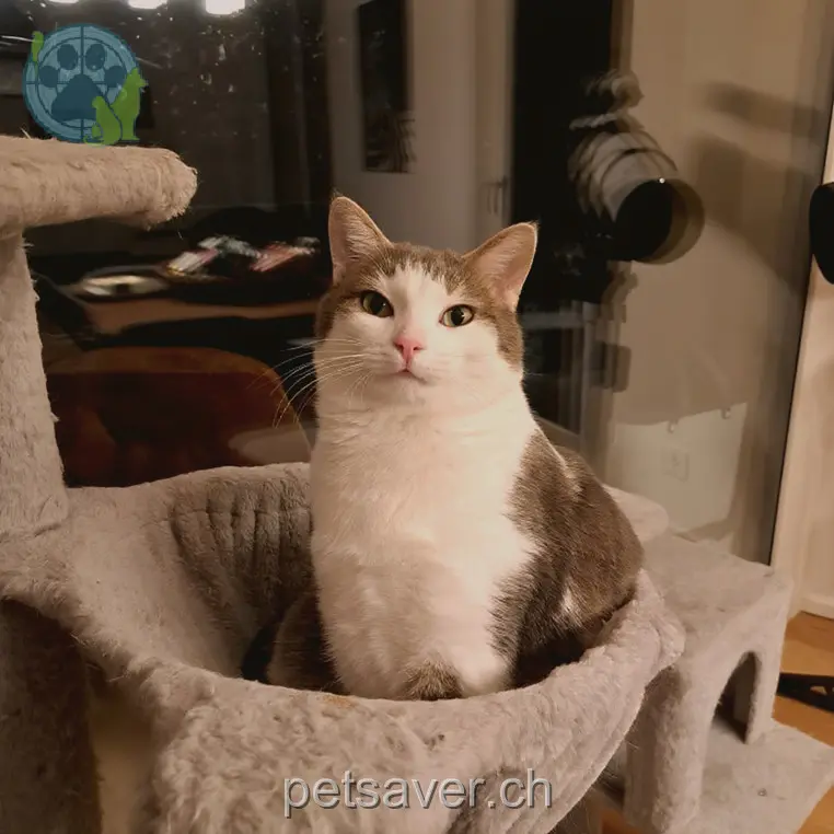 chat lost 11 Rütistrasse 8734 Ermenswil Rollo