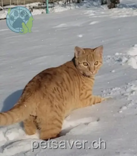 chat lost 445 Gasterstrasse 8718 Rufi Jimmy