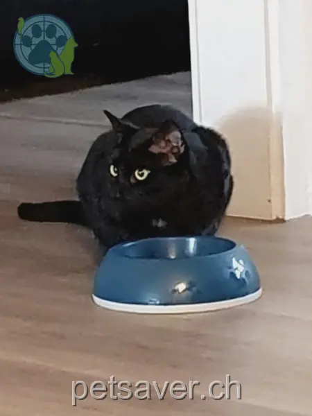 chat lost 76 Meienfeldstrasse 8645 Jona Pablo