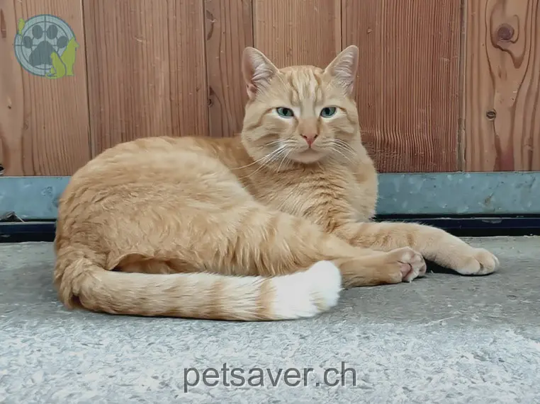 chat lost 2  8717 Benken (SG) Rocky