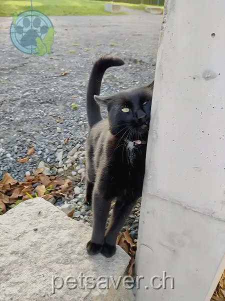 chat lost  Arbonerstrasse 9306 Wittenbach Gino