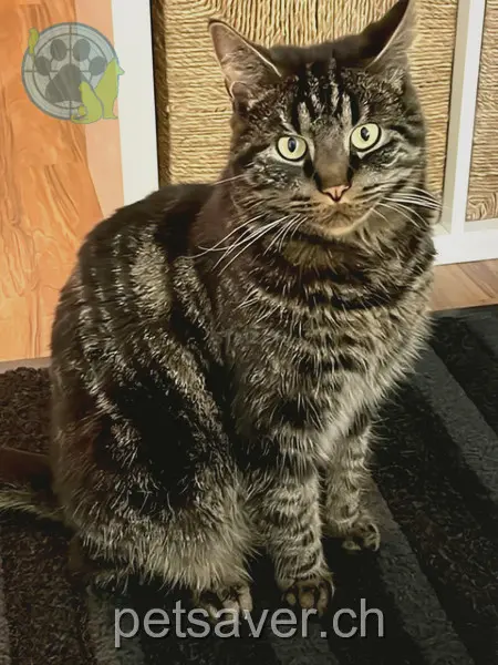 chat lost 16a Böhlstrasse 9300 Wittenbach Leo