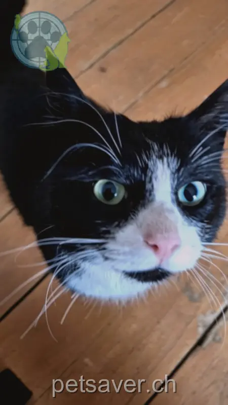 chat lost 13 Sittertalstrasse 9014 Saint-Gall Freddy