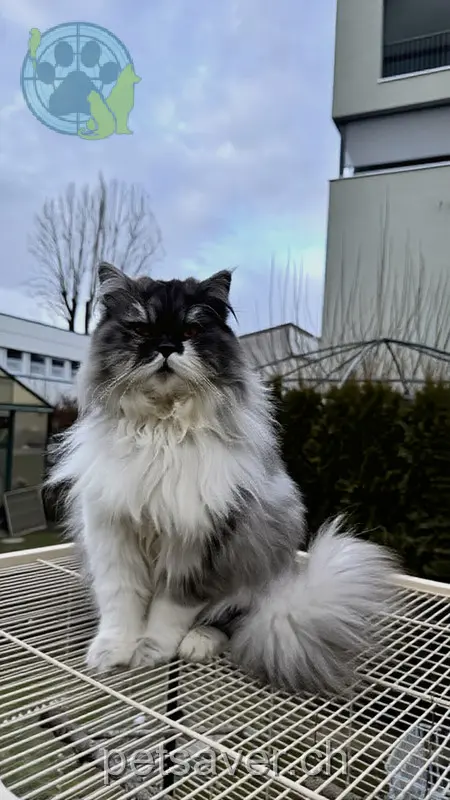 chat lost 38 Herisauer Strasse 9015 Saint-Gall Justus