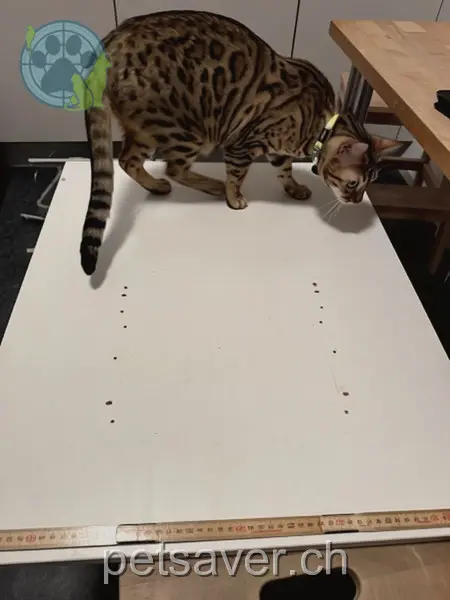 chat lost 45 Dufourstrasse 9000 Saint-Gall Mars