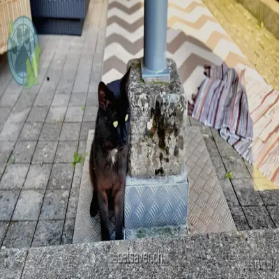 chat lost 57a Hardungstrasse 9011 Saint-Gall Tarõ