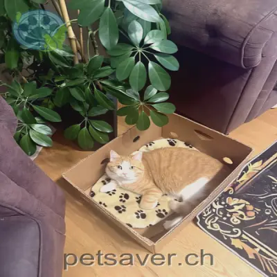 chat lost 46c Lehnstrasse 9014 Saint-Gall Teddy