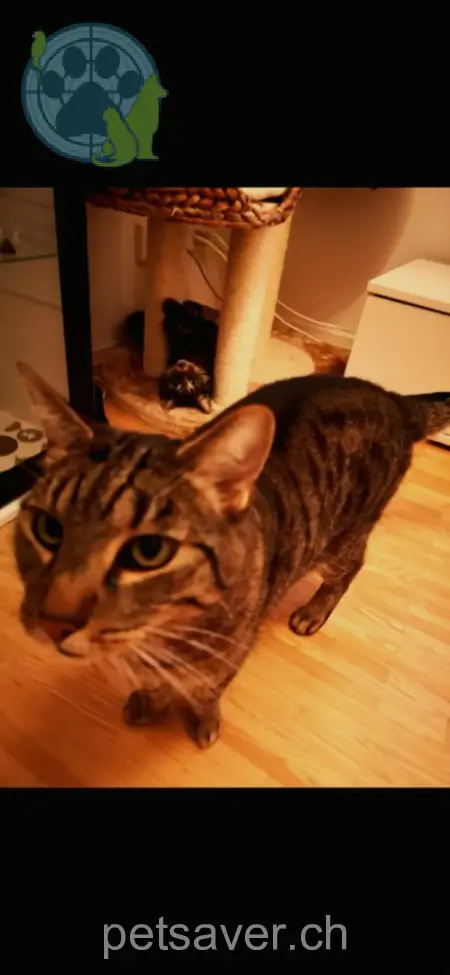 chat lost 15 Haselstrasse 9014 Saint-Gall Tiger