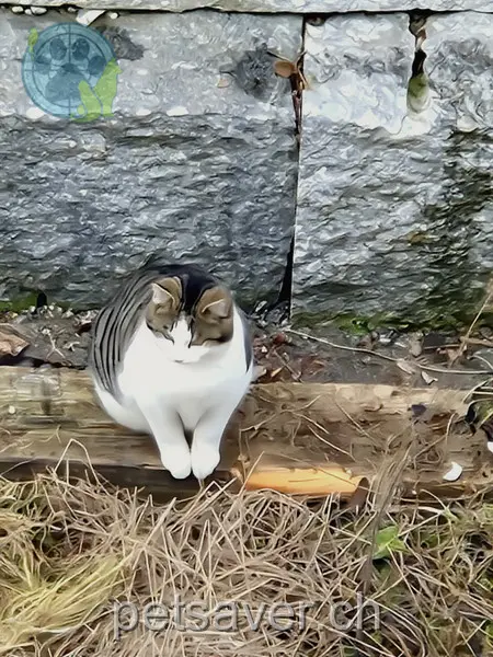 chat lost 8a  9601 Bütschwil-Ganterschwil Bobby