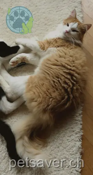 chat lost   9643 Neu St. Johann Canel