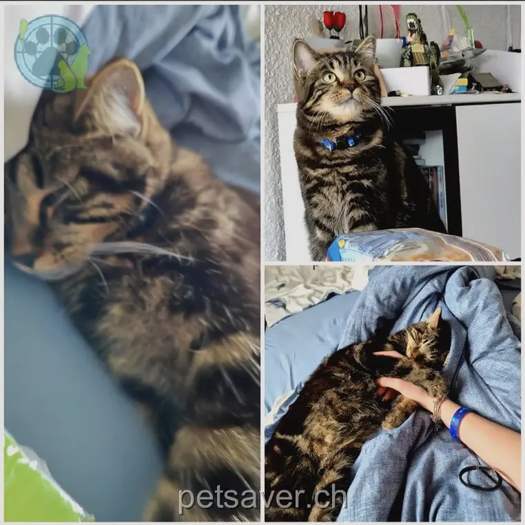 chat lost 3 Lärchenstrasse 9630 Ulisbach Felix