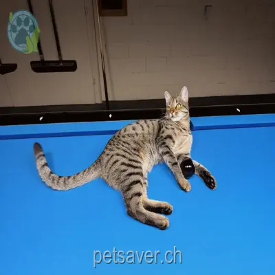 chat lost  Schwägalpstrasse 9651 Krummenau Leo