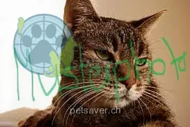 chat lost  Bild-Haggen 9607 Mosnang Sitz