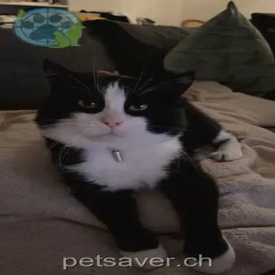 chat lost 3 Wetti 9470 Buchs (SG) Mello