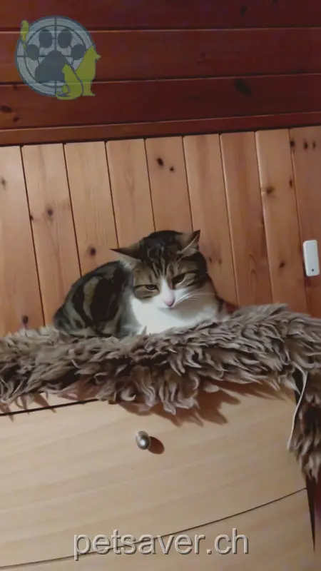 chat lost 19 Sennwalderstrasse 9465 Salez Rizzo