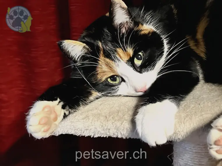 chat lost  Staudnerbergstrasse 9472 Grabs Rocky