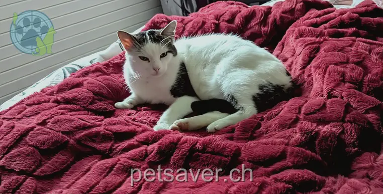 chat lost 9 Wingertstrasse 9465 Salez Sammy