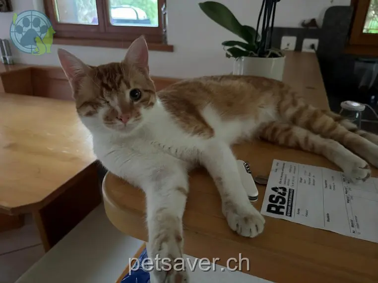 chat lost  Matug 9478 Azmoos Shakespear