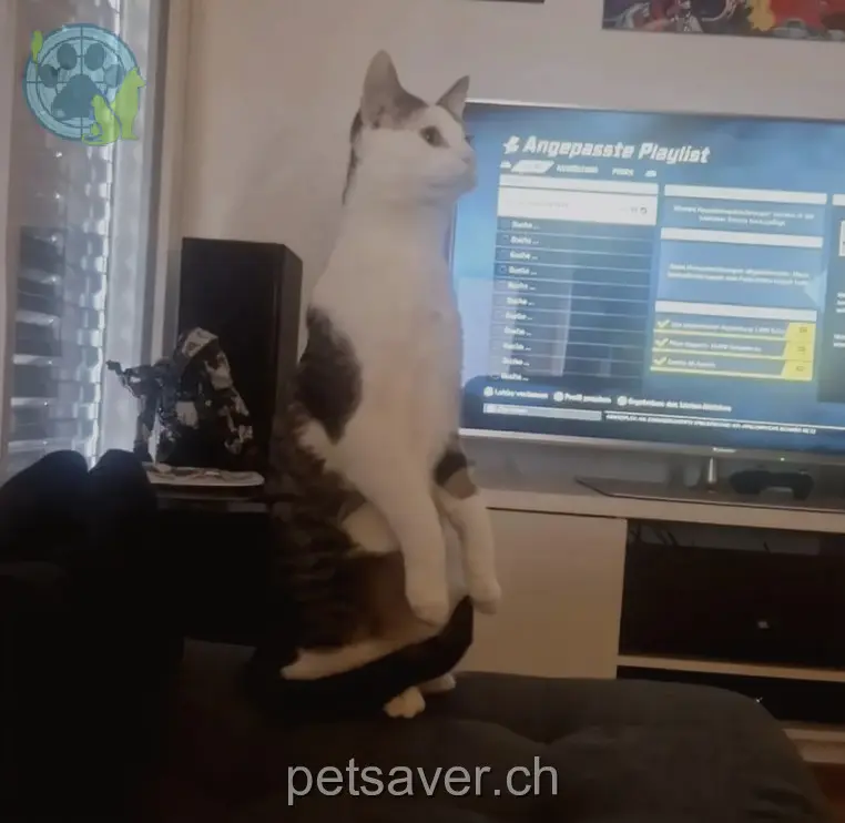 chat lost 15 Wiesentalstrasse 9242 Bichwil Chopper