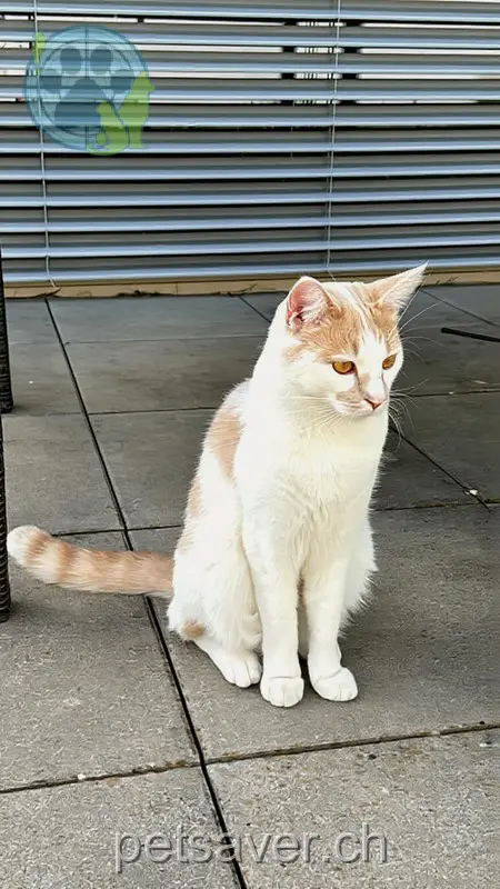 chat lost 63b Abt Bedastrasse 9245 Sonnental Dyson