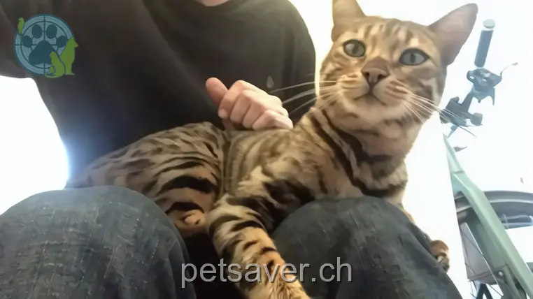 chat lost 52 Ulrich-Röschstrasse 9500 Wil (SG) Edi