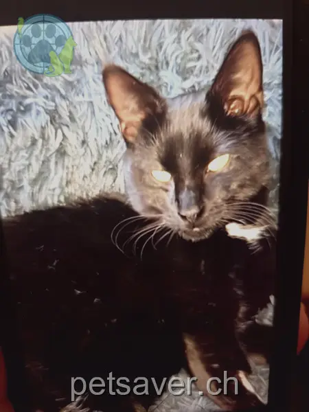 chat lost  Weierwisenstrasse 9500 Wil (SG) Filou