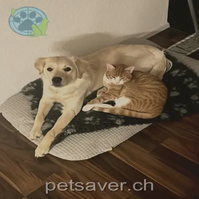 chat lost 6 Unterer Glaserweg 8213 Neunkirch Filou