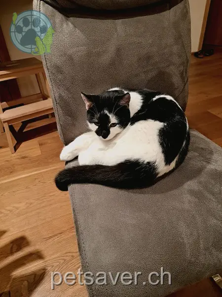 chat lost 8 Kloster 8224 Löhningen Luigi