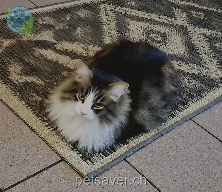 chat lost 3 Oberwiesstrasse 8213 Neunkirch Miro