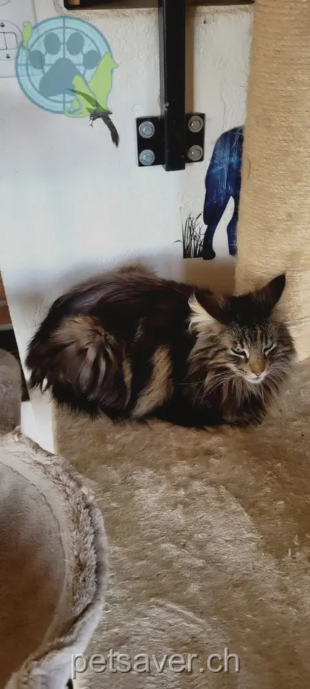 chat lost 9 Kirchplatz 8240 Barzheim Fjell