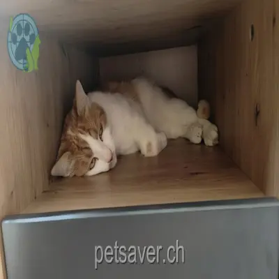 chat lost 80 Schaffhauserstrasse 8222 Guntmadingen Fuoco