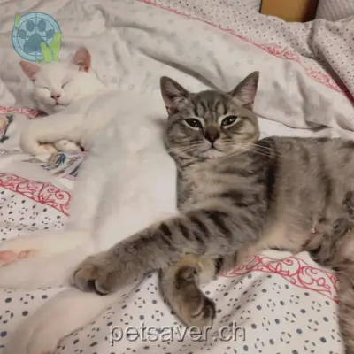 chat lost 58 Oberdorf 8223 Guntmadingen Jabar