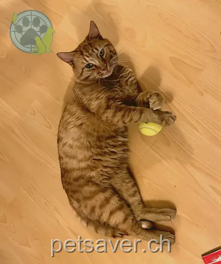 chat lost 9 Urwerf 8212 Schaffhouse Lilo