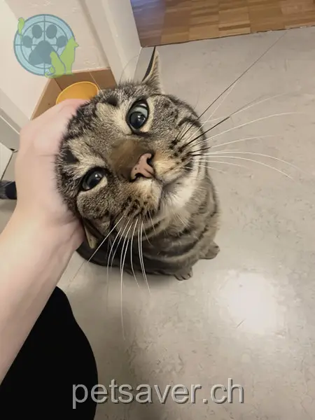 chat lost 10 Langrietstrasse 8212 Neuhausen am Rheinfall Marik