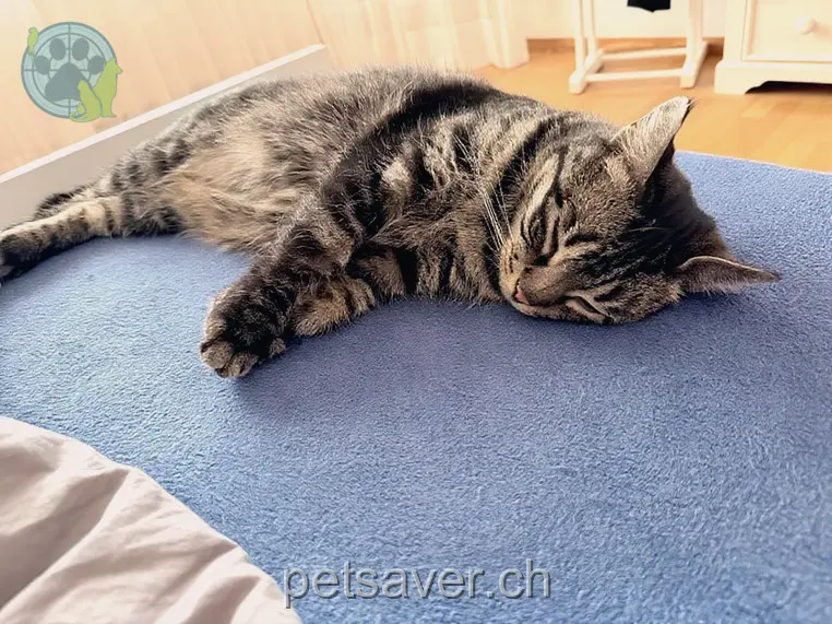 chat lost 11 Schulstrasse 8212 Neuhausen am Rheinfall Mew